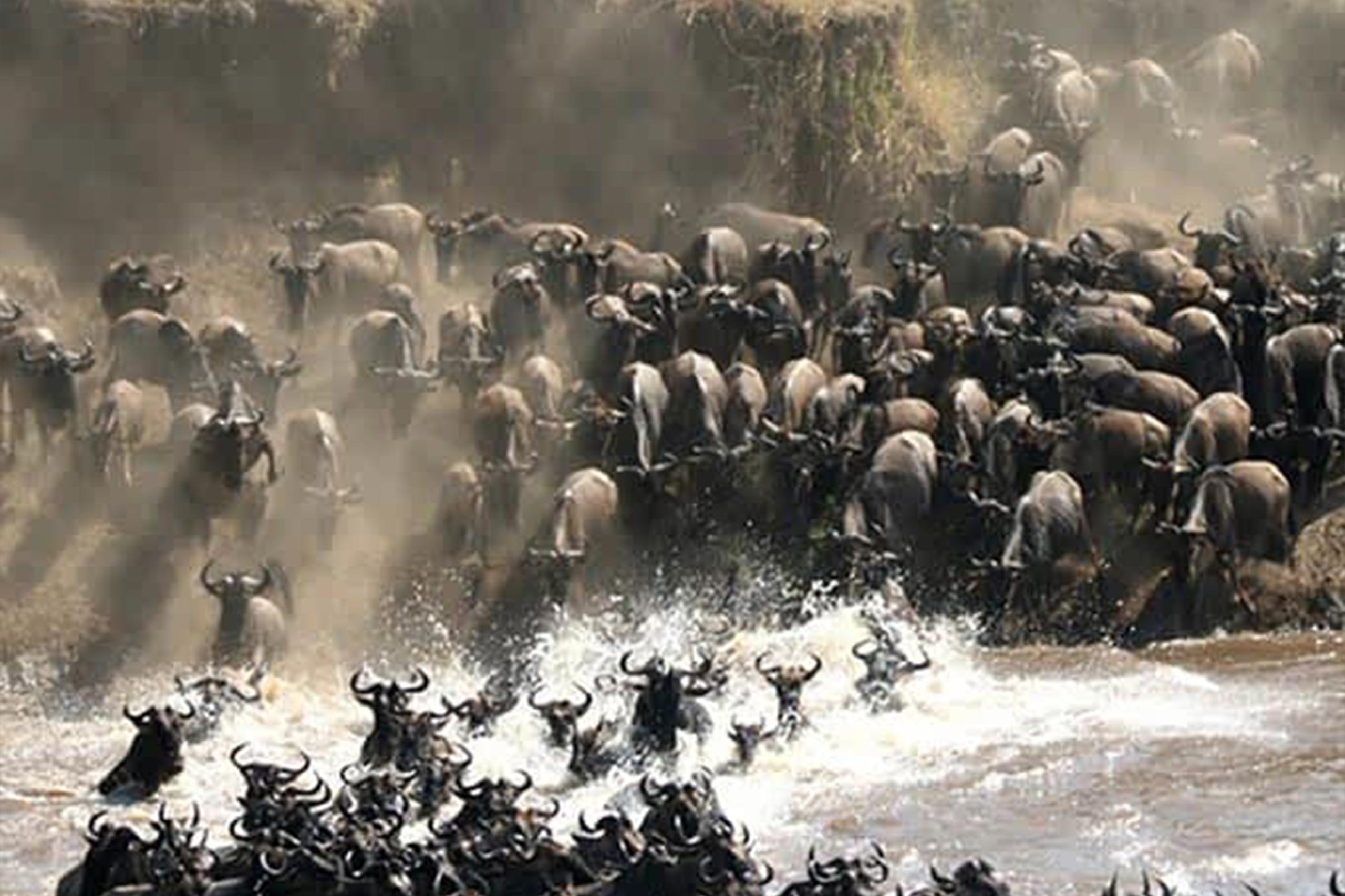 5 Days Tanzania Wildlife Safari